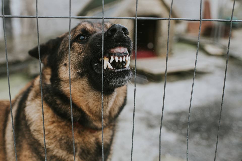 É lei! Saiba quais raças de cães devem usar focinheira na rua