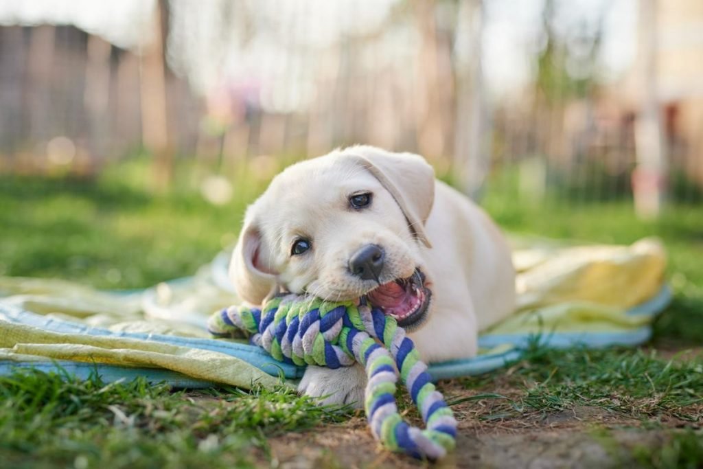 foto colorida de cachorro