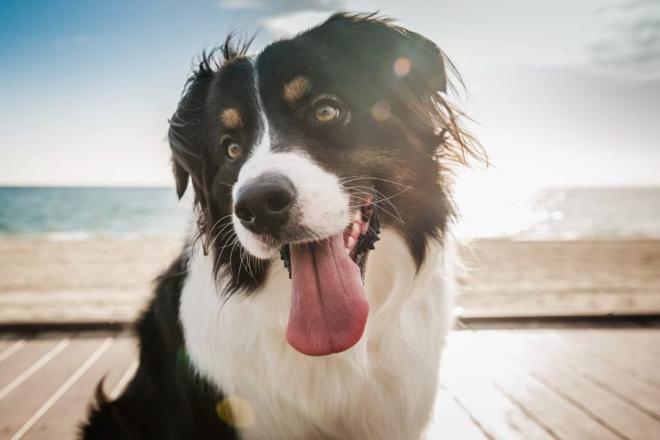 Foto colorida de cachorro na praia - Metrópoles