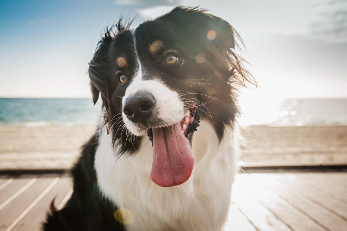 VÍDEOS DE CACHORROS FOFOS EM 4K: por que tão lindos?! 😍 