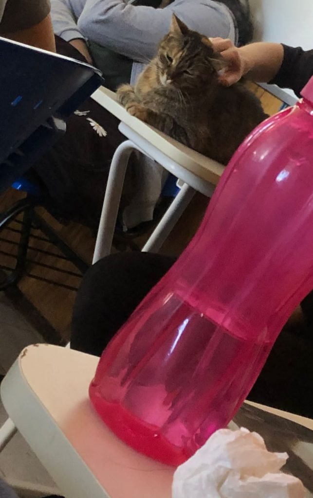 gato cinza deitado em cadeira de sala de aula