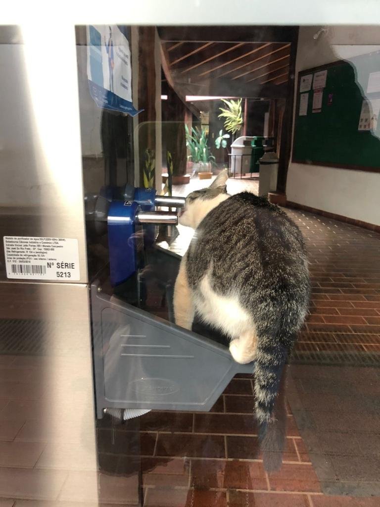 gato cinza e branco bebendo água em bebedouro