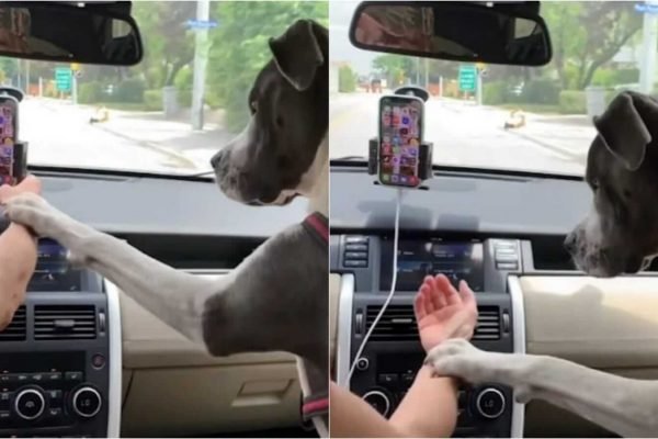 Cachorro impede dona de usar celular enquanto dirige