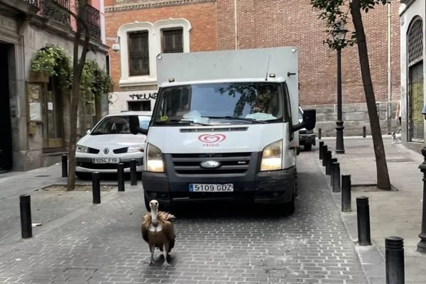 Abutre selvagem é resgatado em Madri, na Espanha
