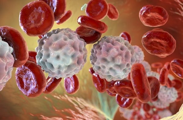 Ilustração celulas humanas leucemia- Metrópoles