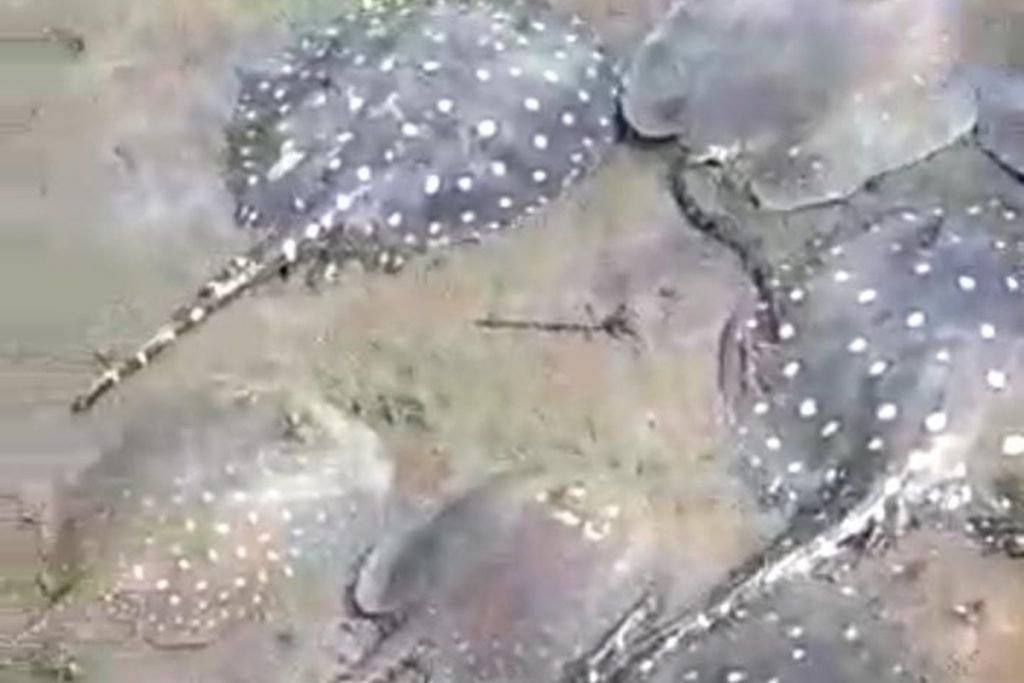 Arraias são achadas mortas em no Rio dos Bois, em Campos Verdes, Goiás