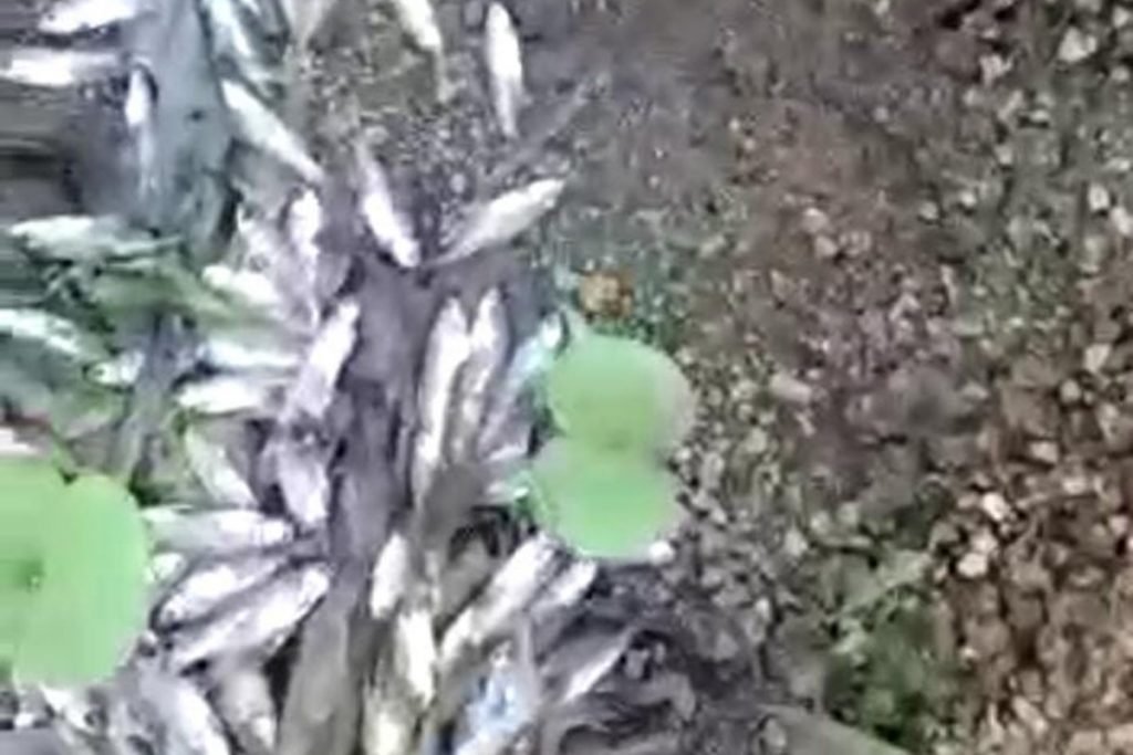 Peixes encontrados mortos no Rio dos Bois, norte de Goiás