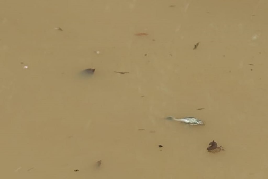 Peixes mortos flutuam na água barrenta do Rio dos Bois, em Goiás