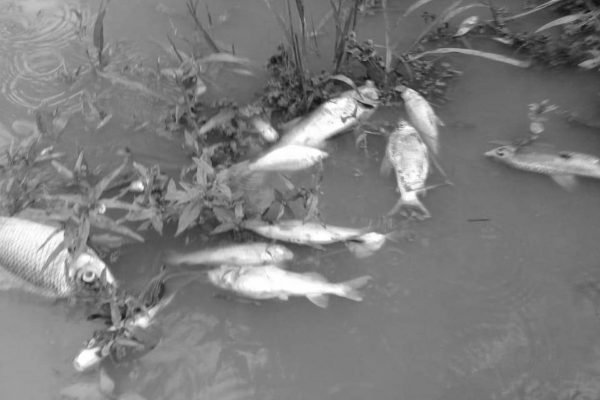 Rio dos Bois, norte de Goiás, vira bacia de peixes mortos por contaminação