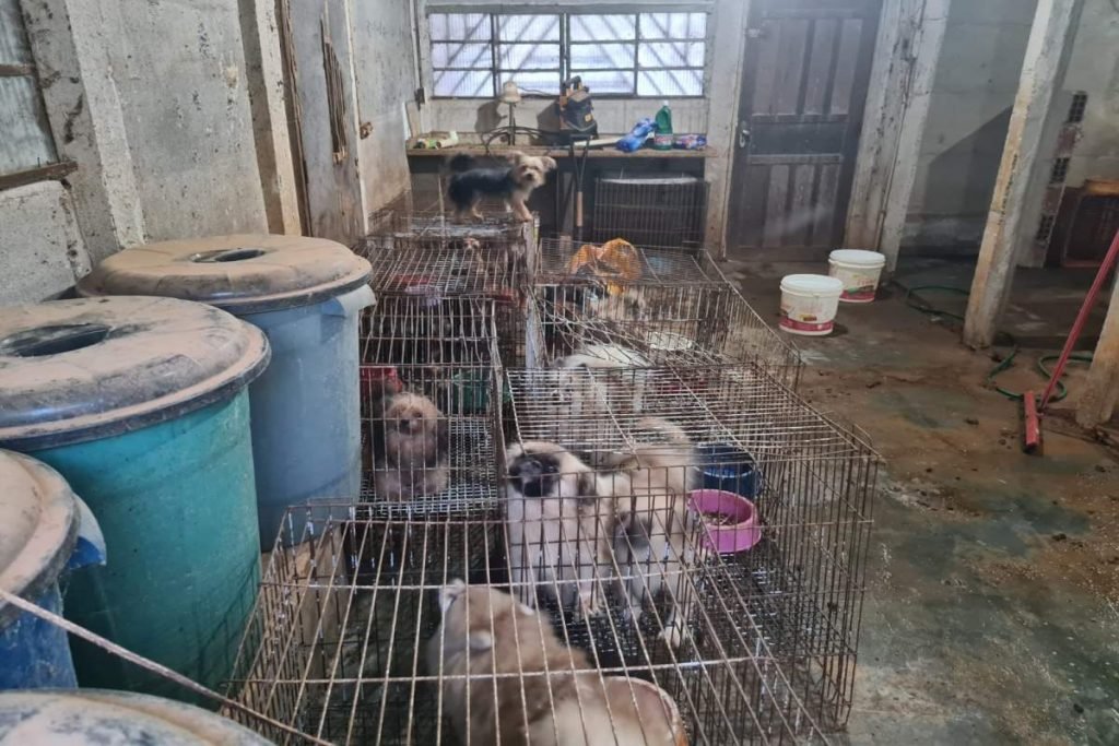 Cães dentro de gaoilas