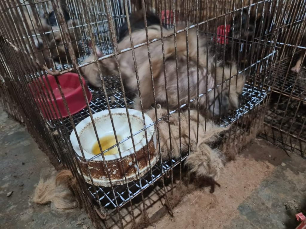 Cães dentro de gaoilas