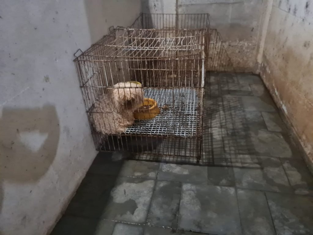 Cães dentro de gaoilas