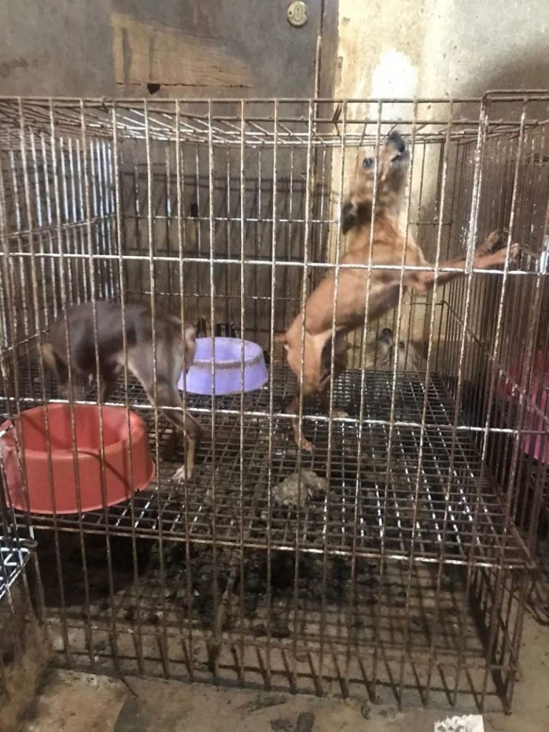 Cães dentro de gaoilas