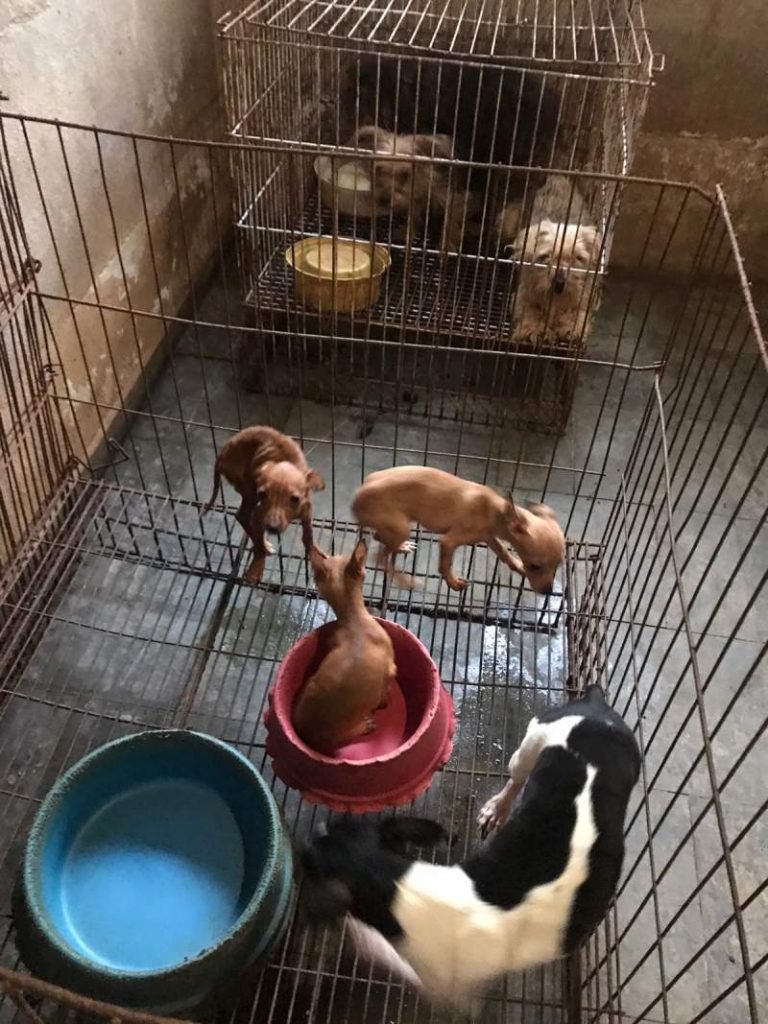 Cães dentro de gaoilas