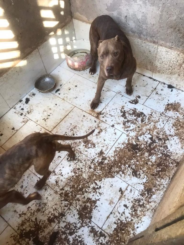 Cães em espaço sujo e apertado