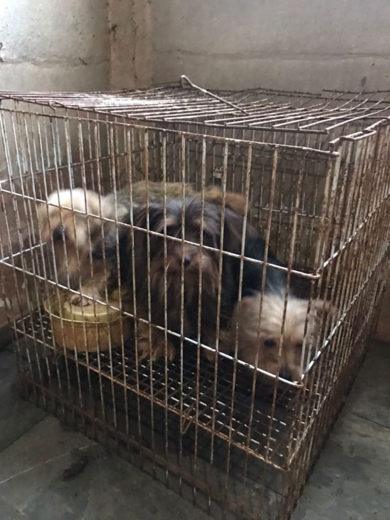 Cães dentro de gaoilas