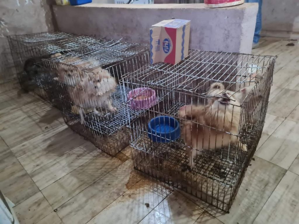 Cães dentro de gaoilas