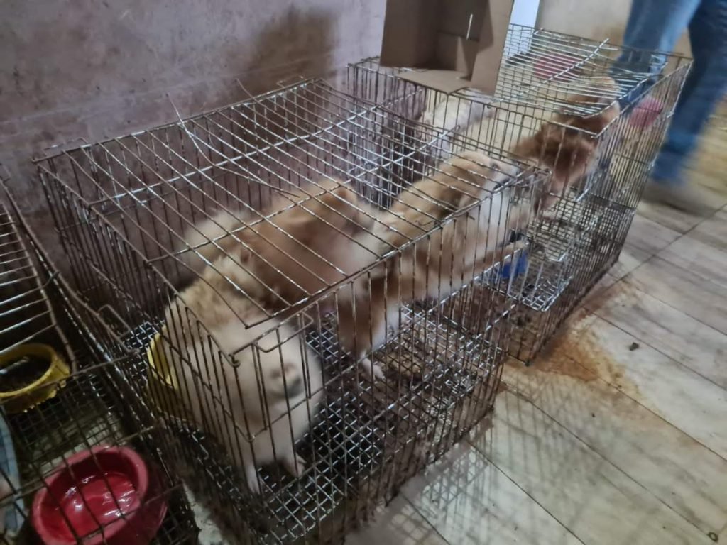 Cães dentro de gaoilas