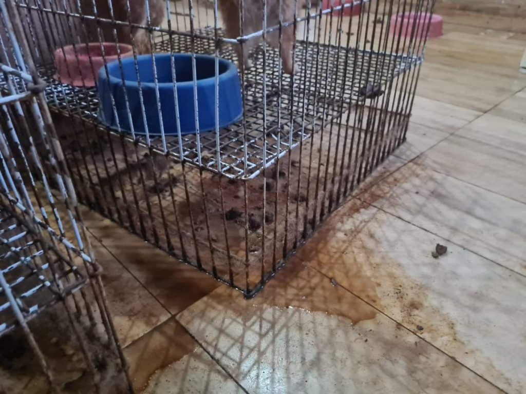 Cães dentro de gaoilas