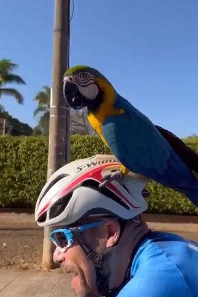 Arara pousa na cabeça de ciclista no Lago Sul