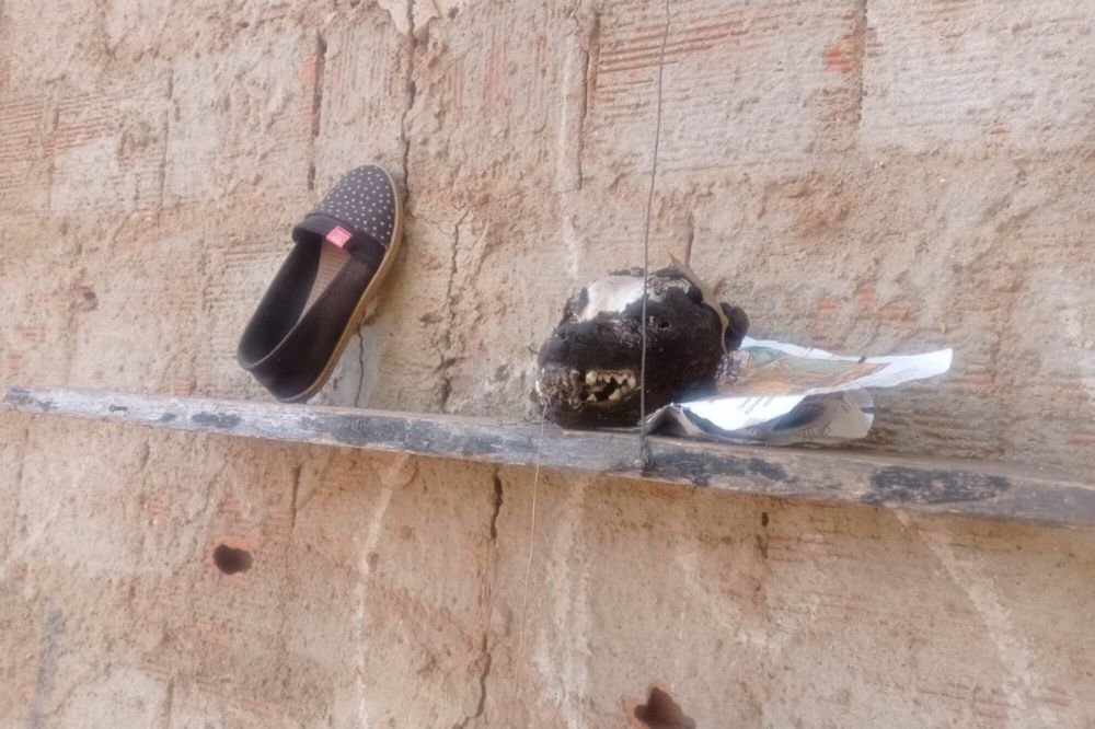 preso matar comer cachorro e gato (1)