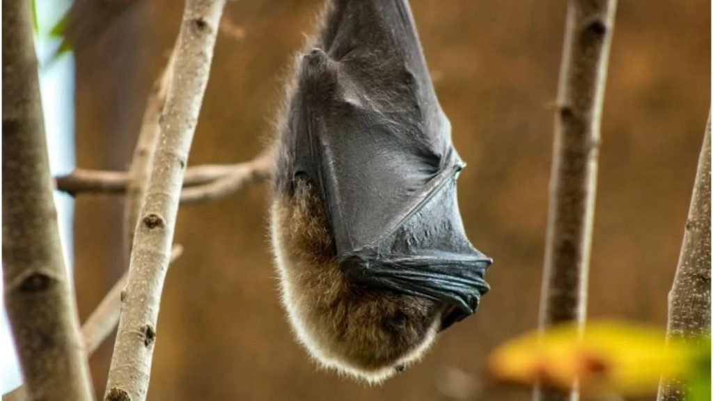 Morcego Nipah virus