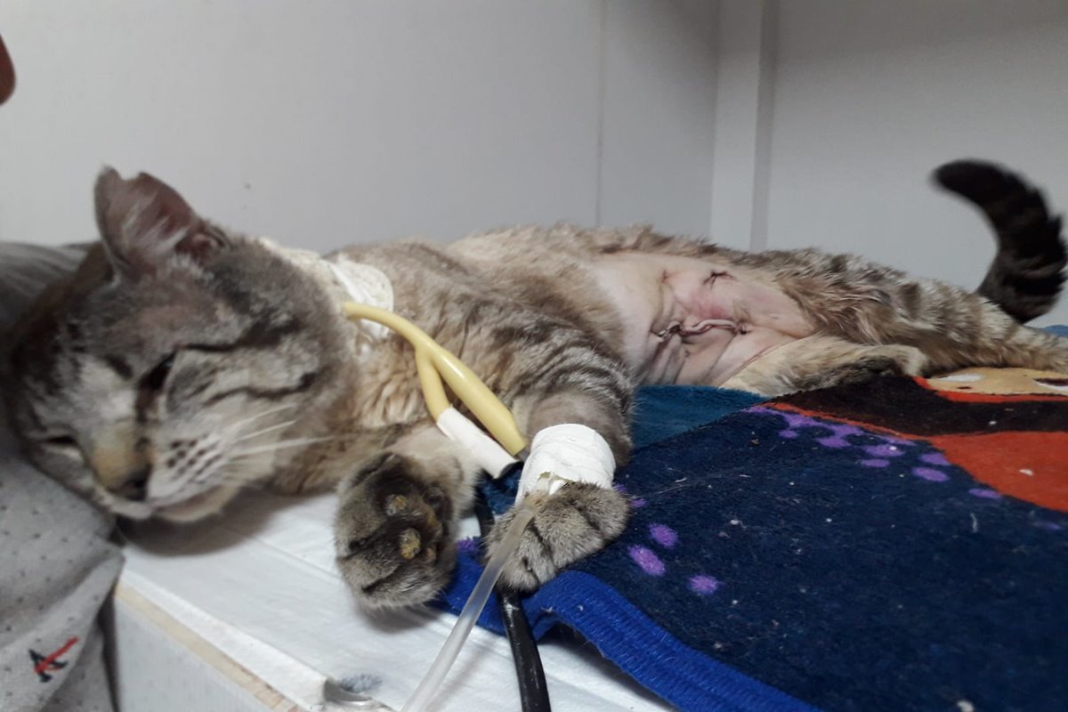 Gato ferido deitado em cima de maca recebe atendimento