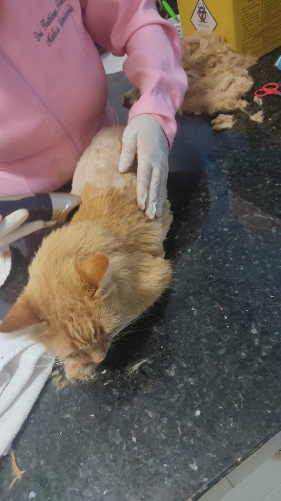 Veterinário apara pelo de gato ferido