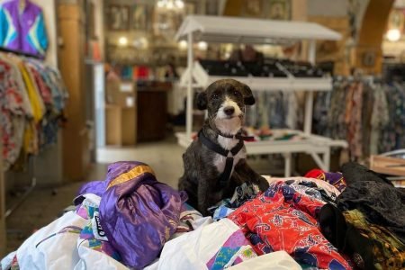 Cachorro em cima de uma pilha de roupas vintage
