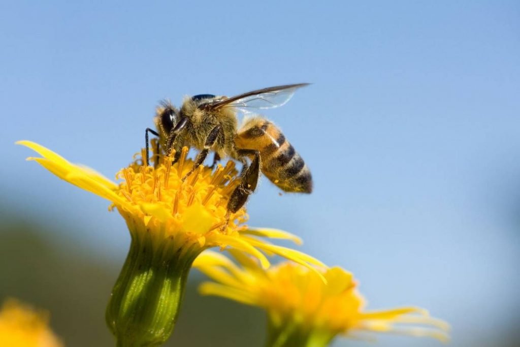foto colorida de abelha