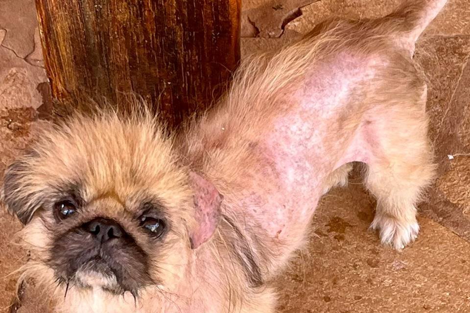 Cachorro com sequelas após vida em canil clandestino - Metrópoles