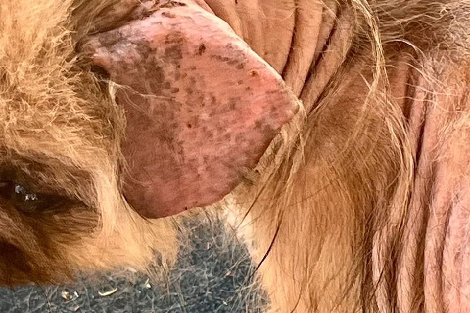 Cachorro com sequelas após vida em canil clandestino - Metrópoles