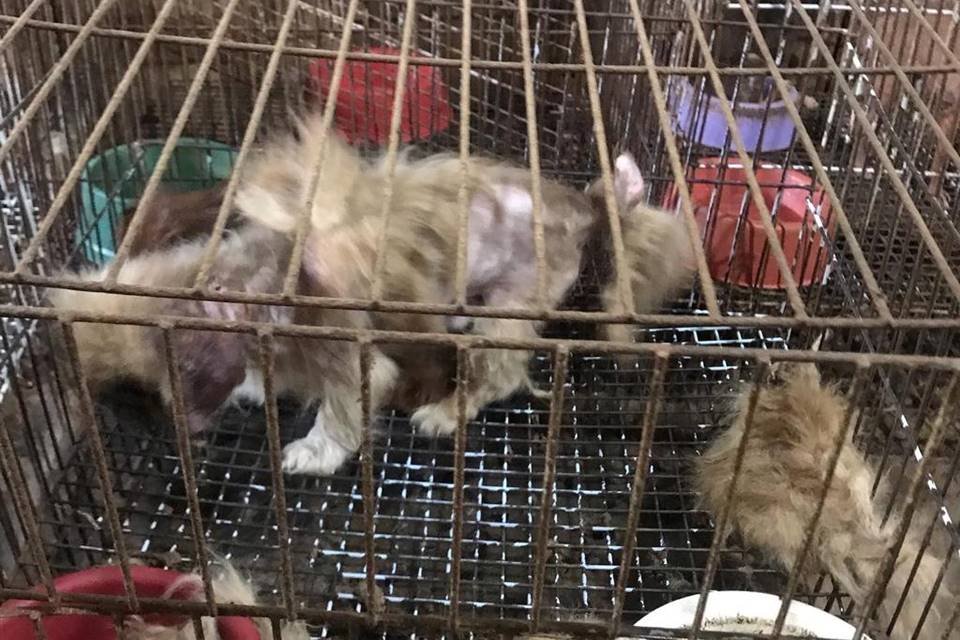 Cachorro com sequelas após vida em canil clandestino - Metrópoles