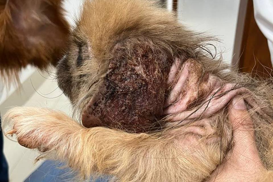 Cachorro com sequelas após vida em canil clandestino - Metrópoles