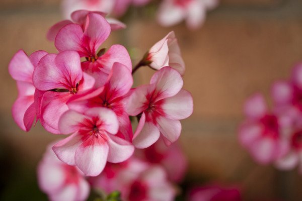 Gerânio - flor - flores - decoração