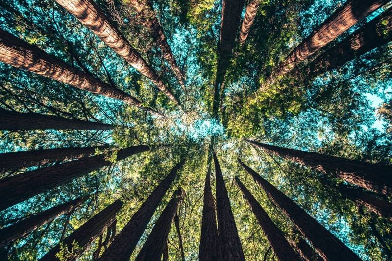 Floresta