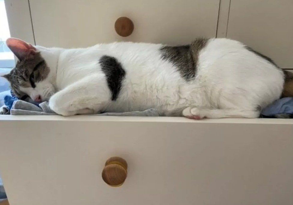 Mulher tem é salva pelo seu gato durante ataque cardíaco: