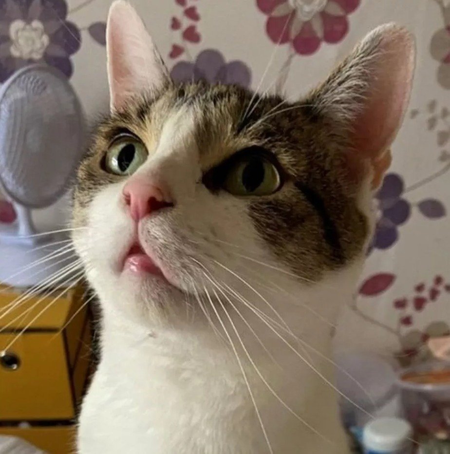 Mulher tem é salva pelo seu gato durante ataque cardíaco: