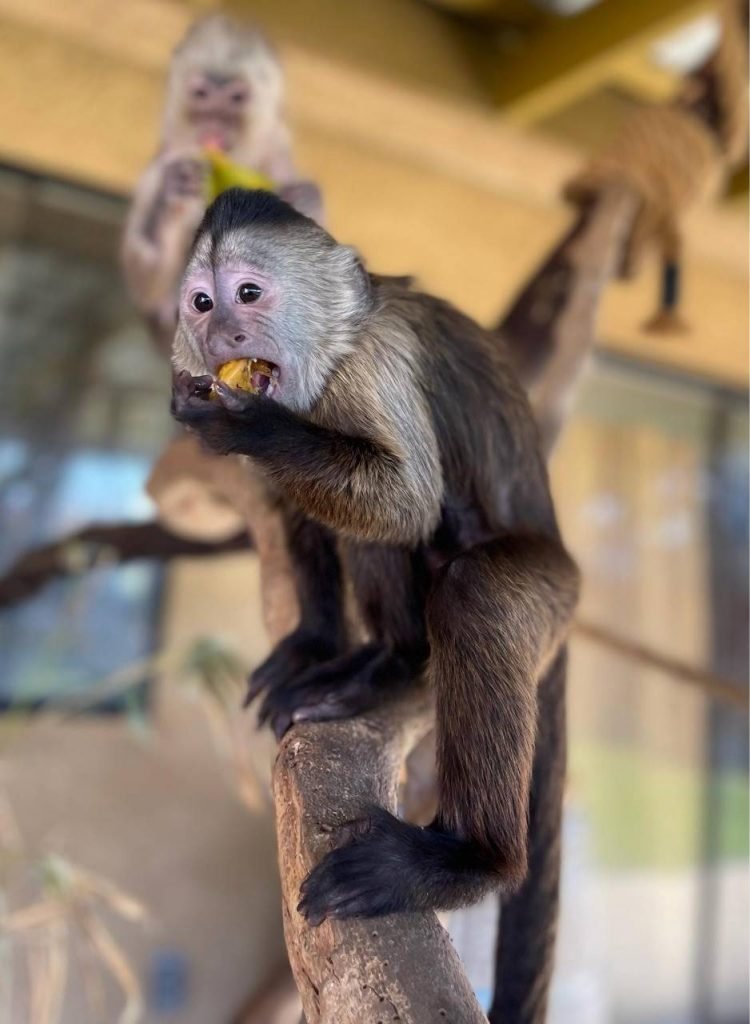 Macaco em zoológico liga para número de emergência e mobiliza