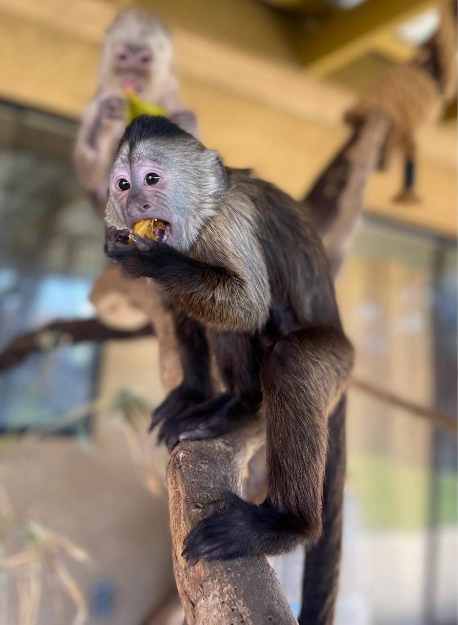 Semace resgata macaco-prego e autua por cativeiro irregular em Trairi -  Governo do Estado do Ceará