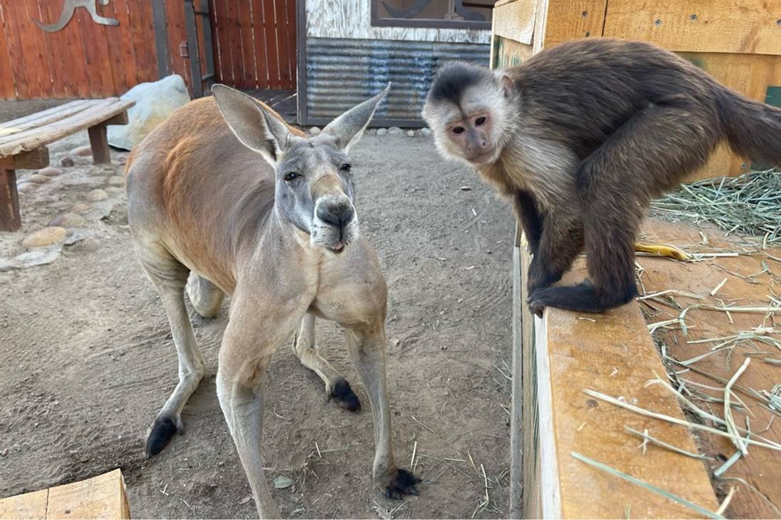 Macaco é suspeito de ligar para a polícia de zoológico - 17/08