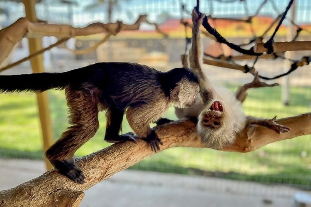 Macaco é suspeito de ligar para a polícia de zoológico - 17/08