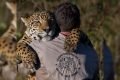 Onça-pintada é levada no colo por Leandro Silveira