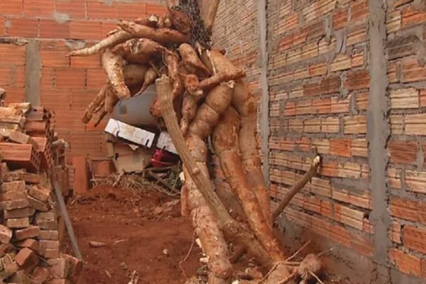 Raiz de mandioca de cerca de 300 kg é colhida em Rio Verde, Goiás