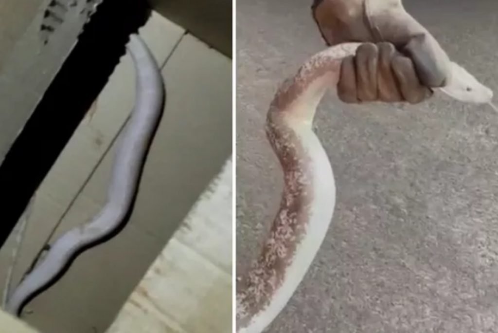 Cobras exóticas dos EUA são encontradas em casa no interior de SP