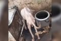 Lei impõe multa a quem deixar cocô de cachorro nas ruas de João Pessoa