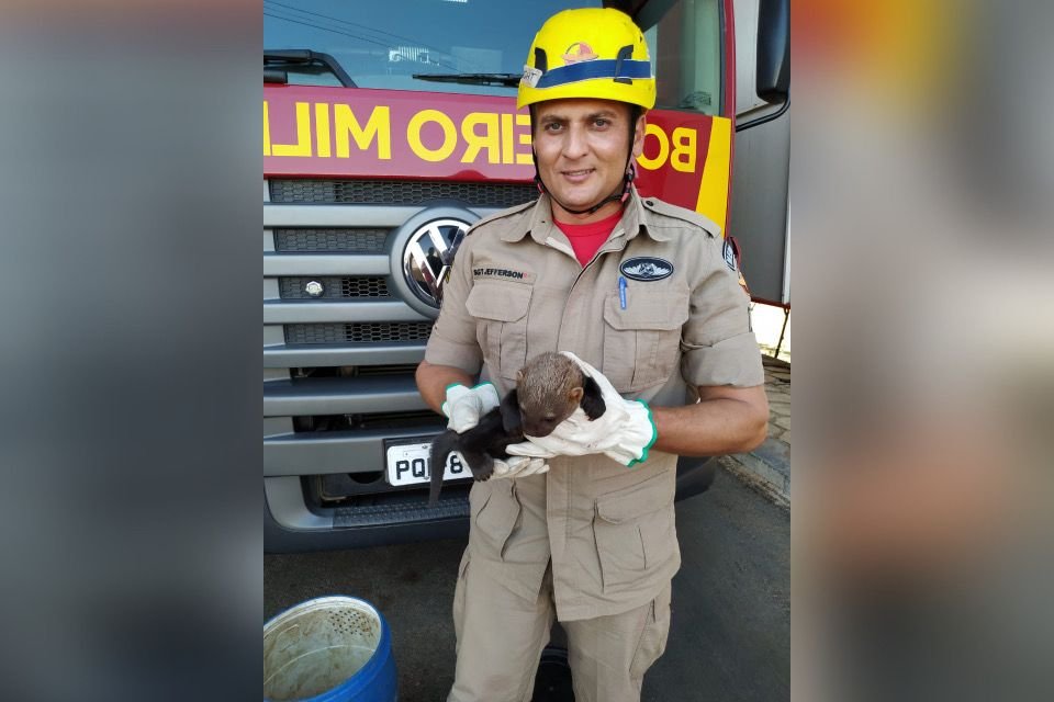 iraras familia lontra resgate canavial goias (5)