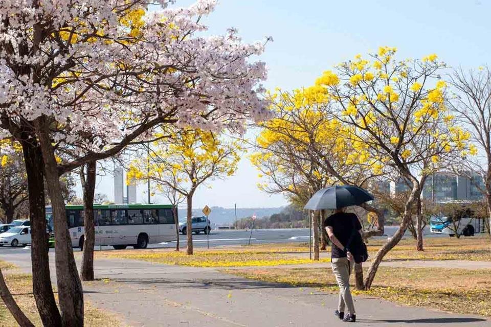foto colorida de pessoa com guarda-chuva cercada de árvores na esplanada dos ministérios