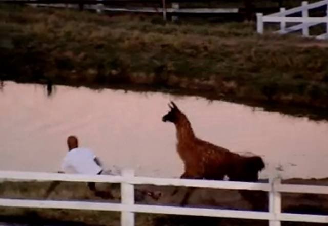 Peões fazem tour pela fazenda e ficam encantados com o búfalo - A