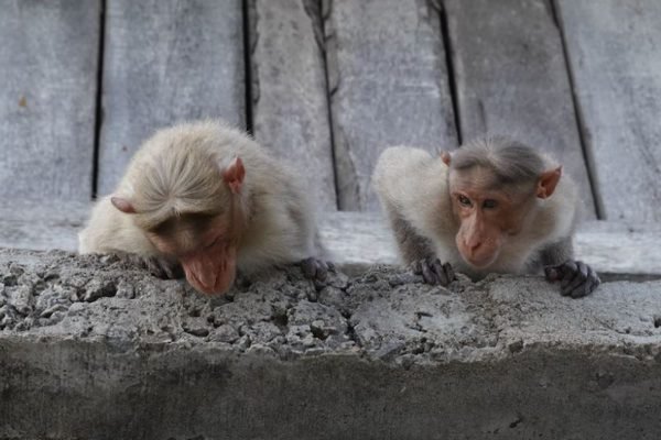 macacos india